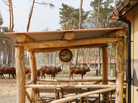 Safari Resort Beekse Bergen - Camping Hilvarenbeek - Image N°5